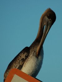 Pelican vulning itself